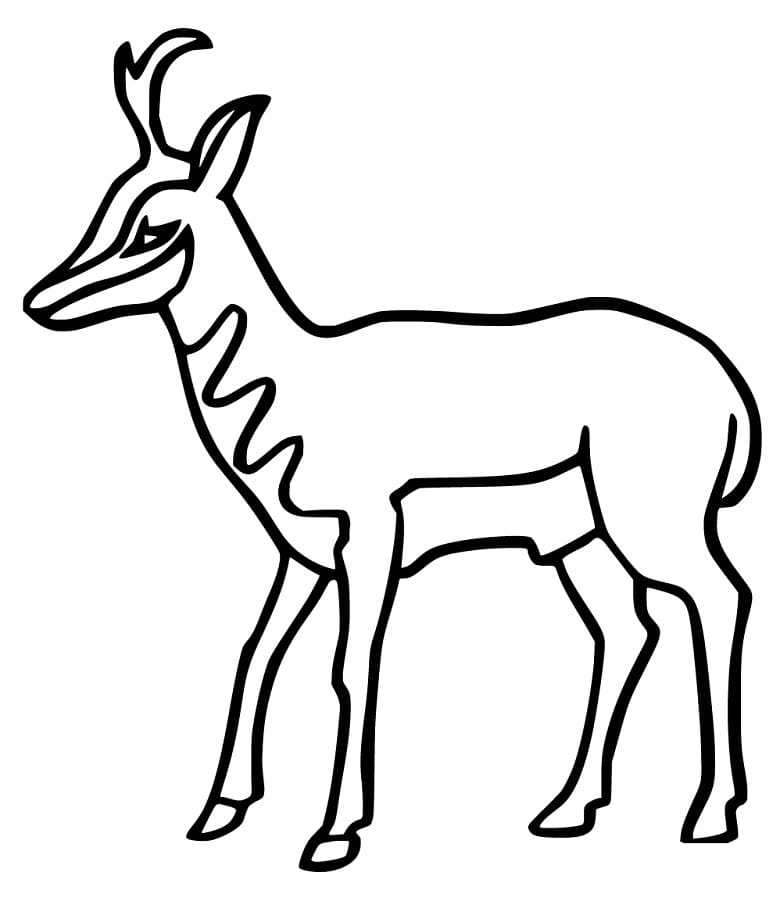 Simple Pronghorn Coloring Page