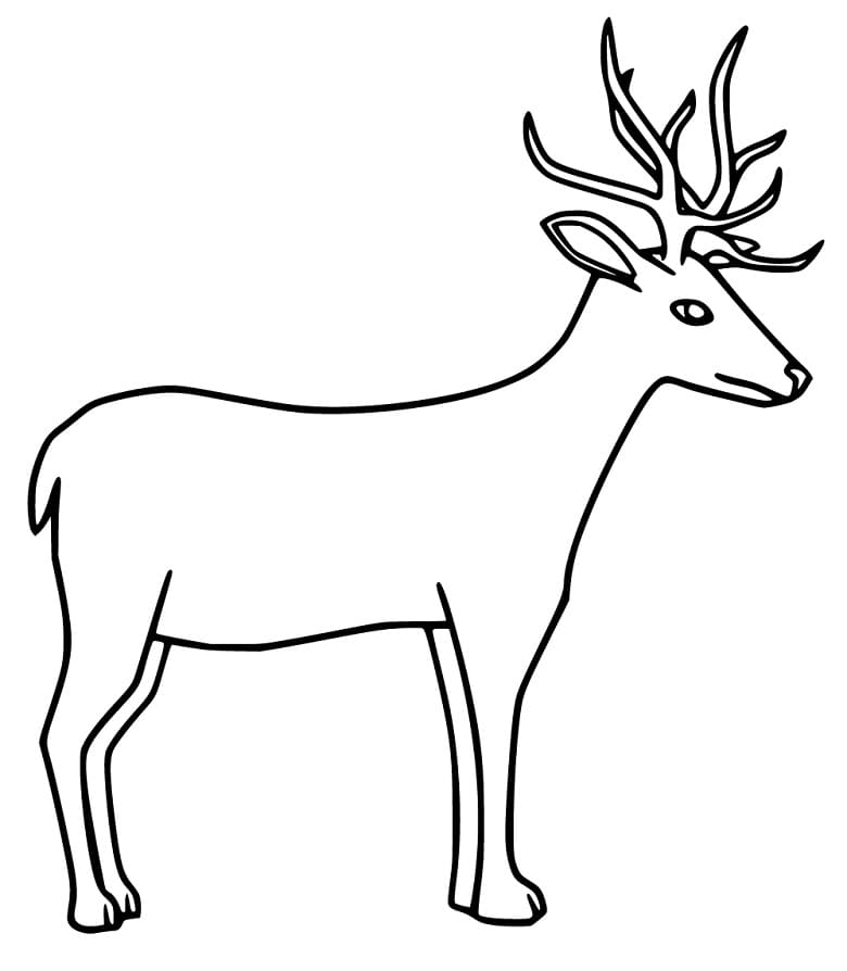Simple Red Deer