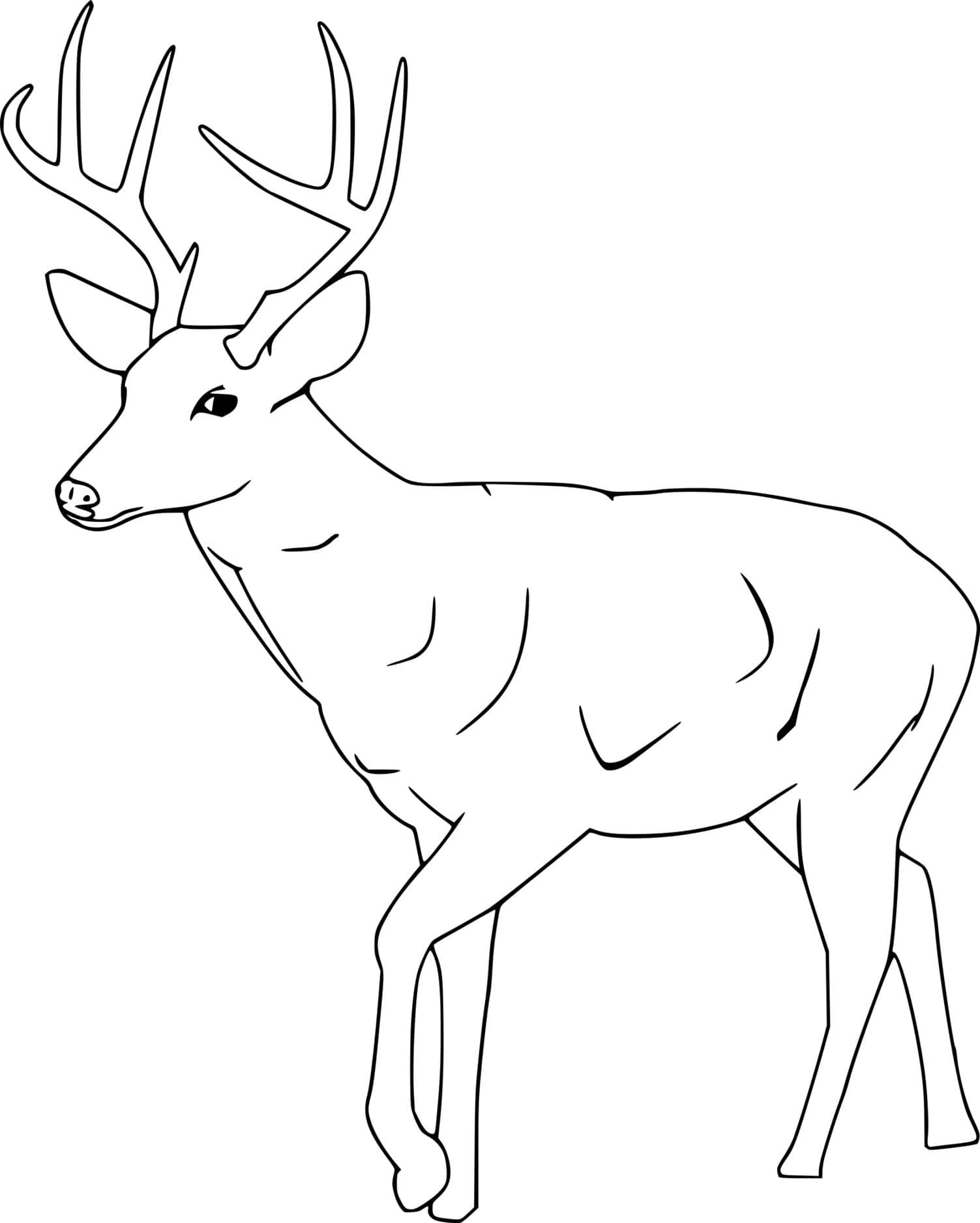 Simple Whitetail