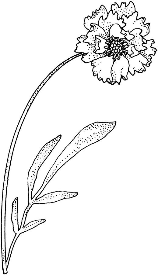 Single Carnation Flower