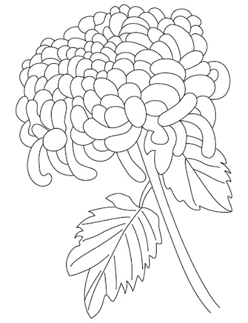 Single Chrysanthemums