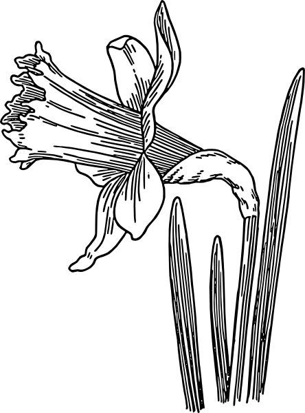 Single Daffodil