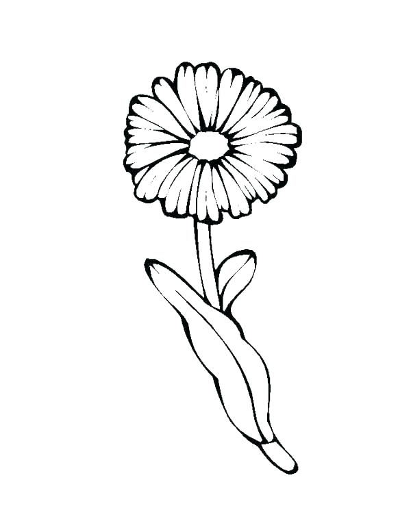 Single Daisy Flower