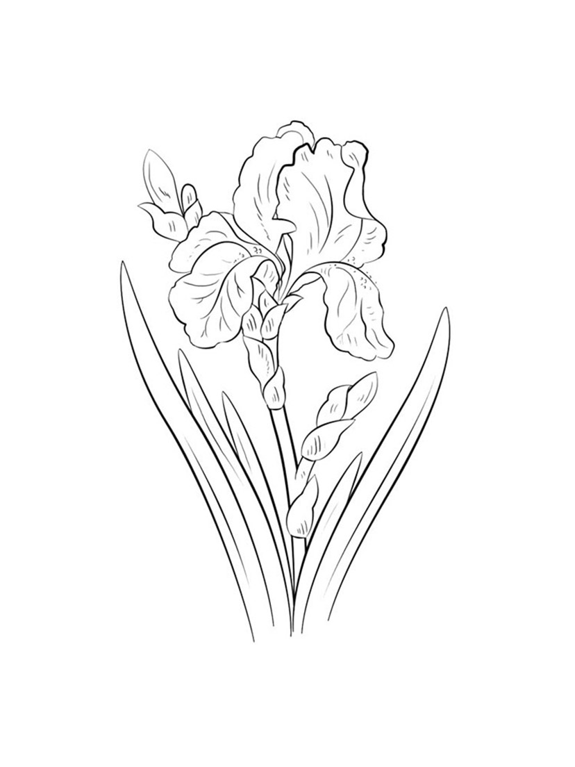 Single Iriss Coloring Page