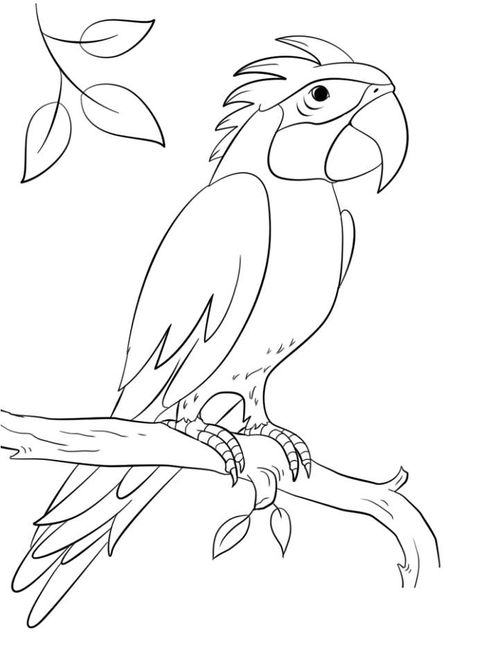 Sisserou Parrot On Branch Coloring Page