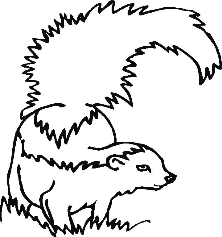 Skunk on Grass Coloring Page