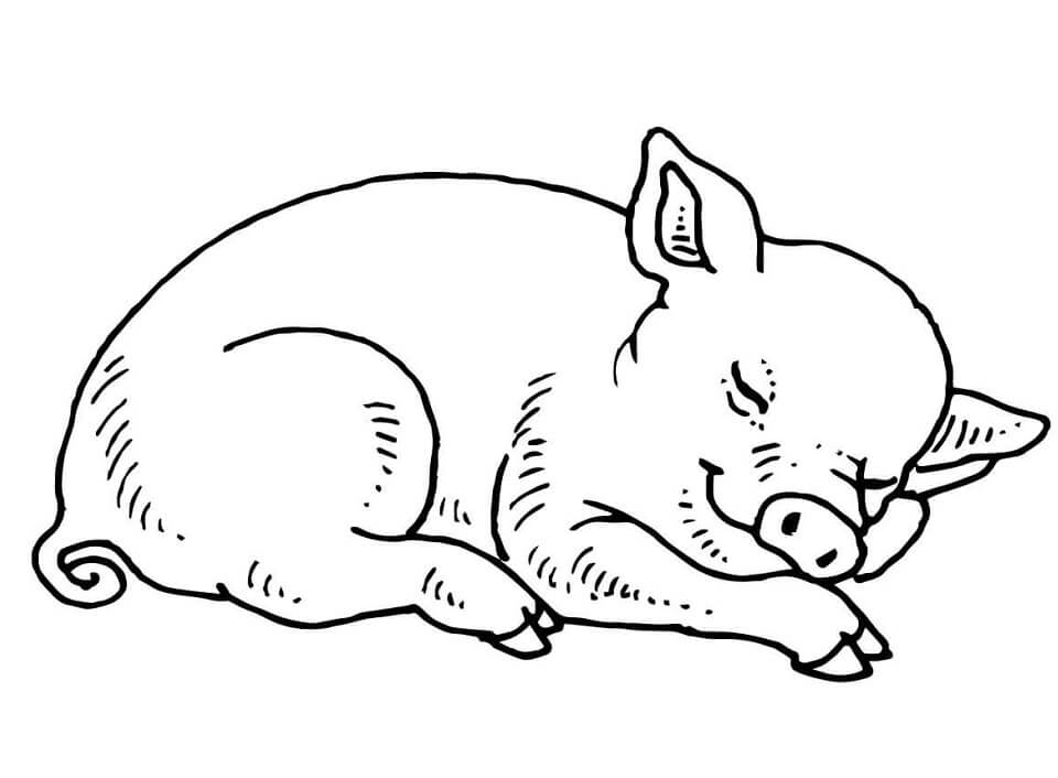 Sleeping Baby Pig Coloring Page