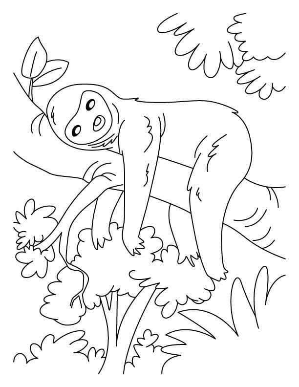 Sloth To Rest Coloring Page