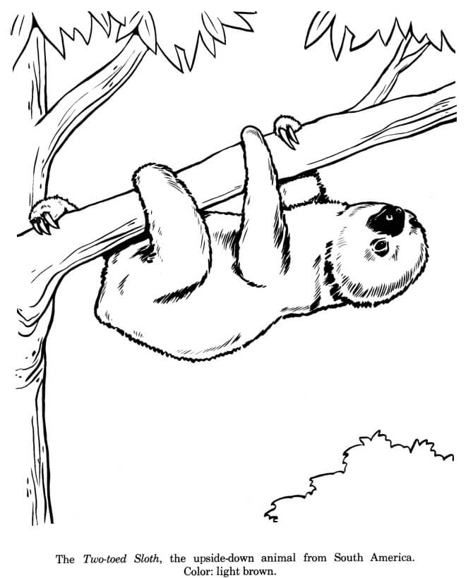 New Funny Sloth Coloring Page
