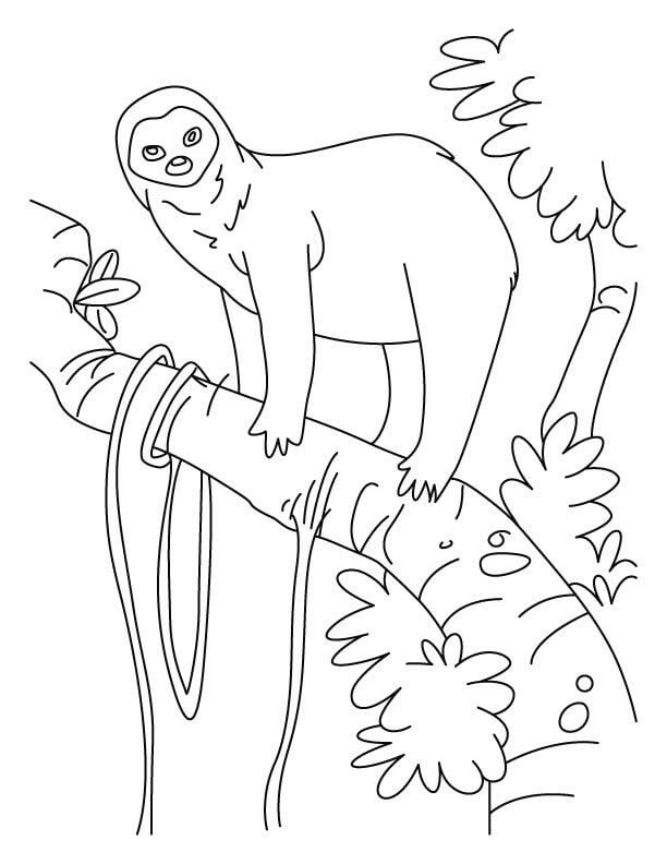 New Sloth For Kids Coloring Page