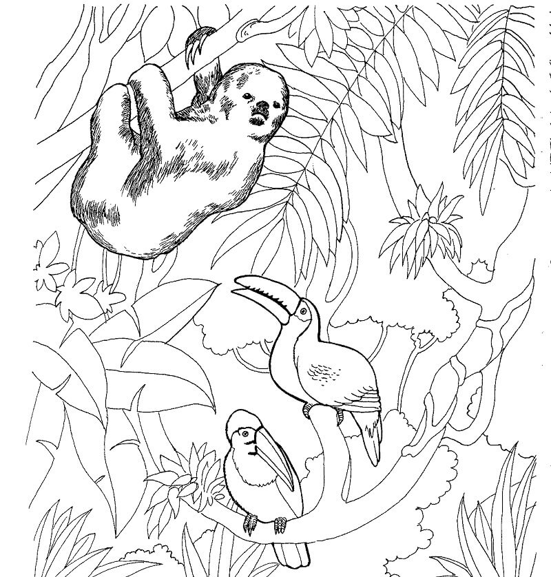 Sloth and Toucans Coloring Page
