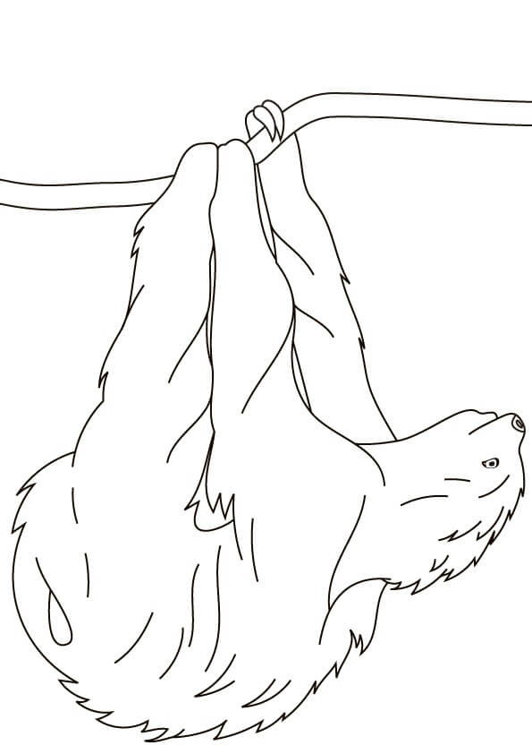 Sloth Hanging on Branch Coloring Page