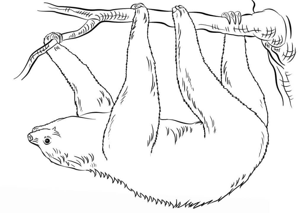 Sloth hanging upside down Coloring Page