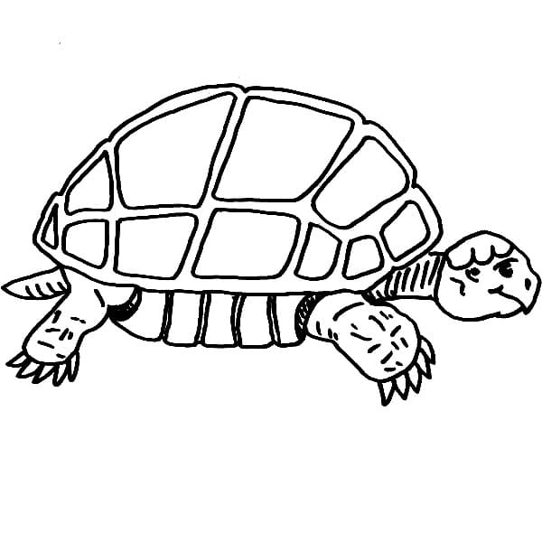 Slow Turtle