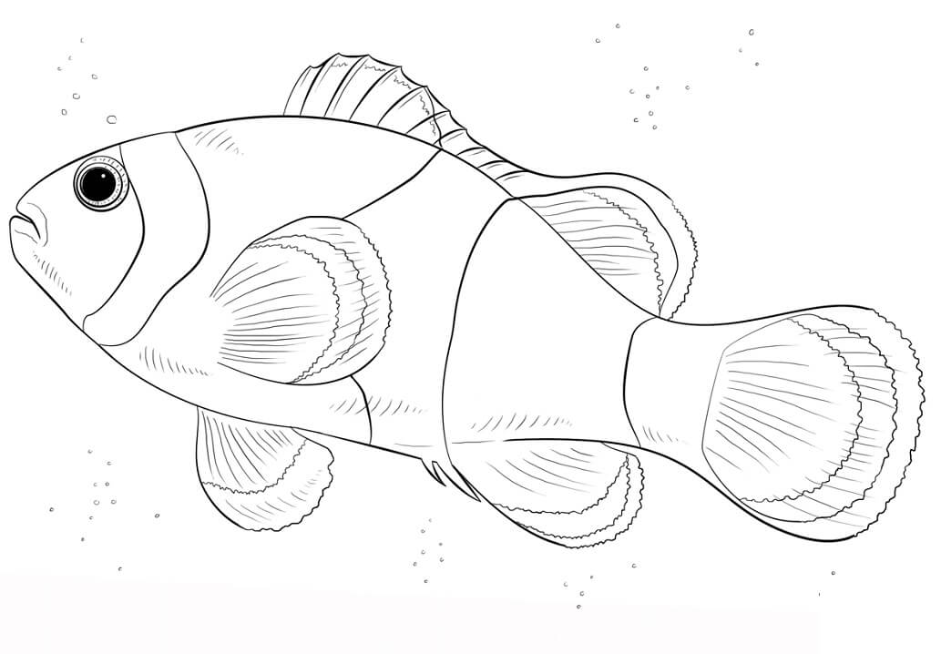 Small Clown Fish Coloring Page
