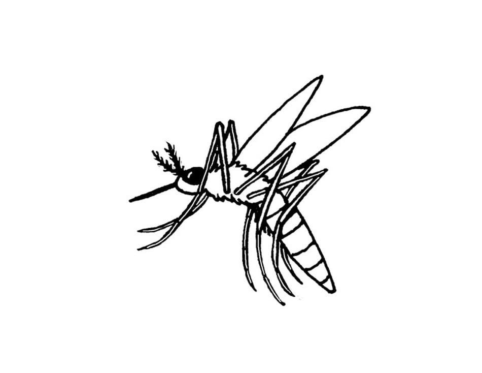 Small Mosquito Coloring Page