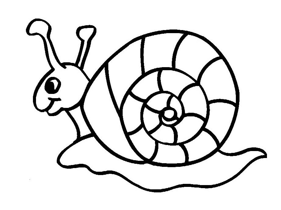 Snail Insects