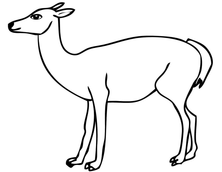 South American Guanaco Coloring Page