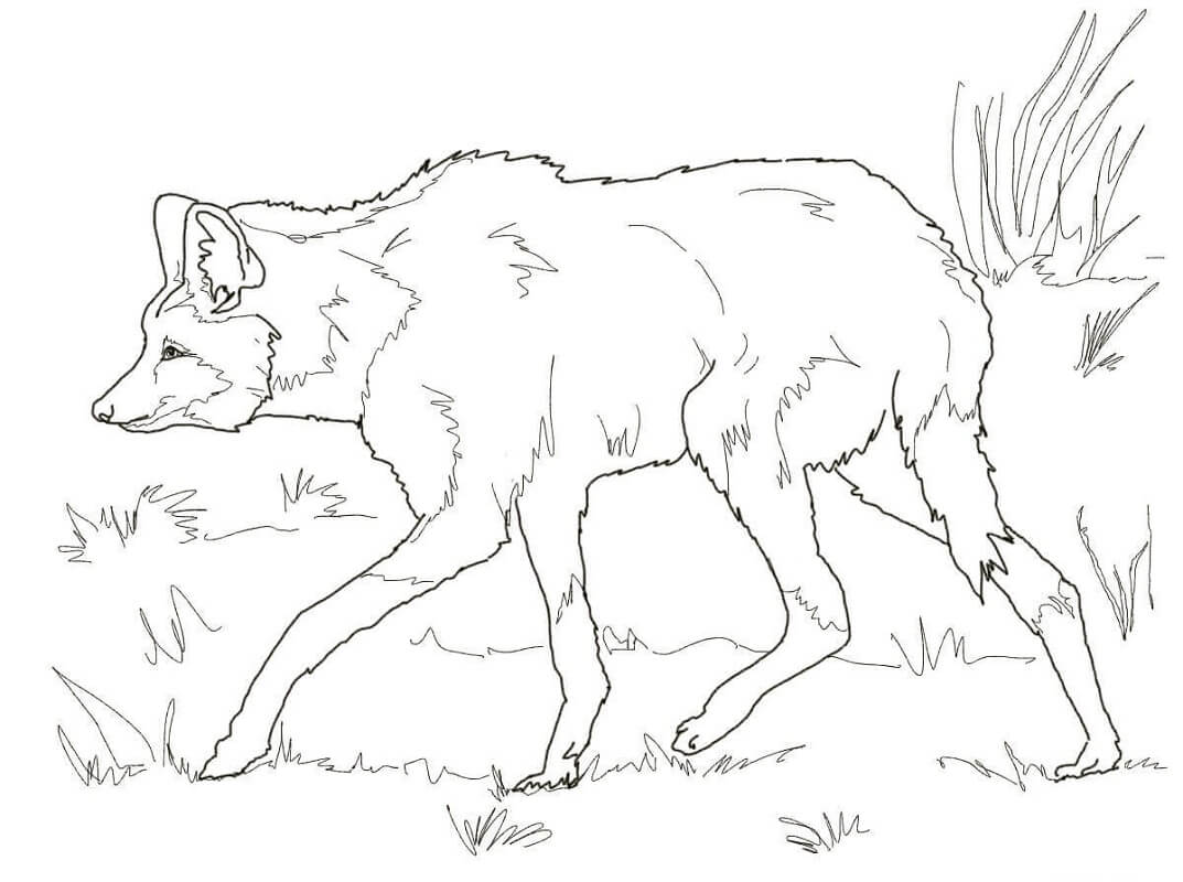 South American Maned Wolf Coloring Page