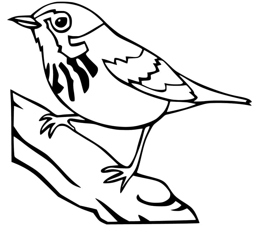 Sparrow 5