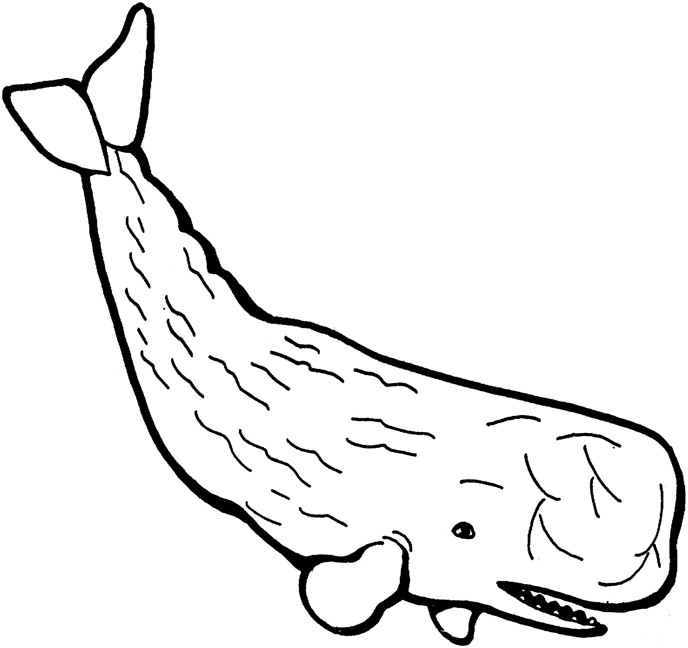 Sperm Whale With Scars Coloring Page