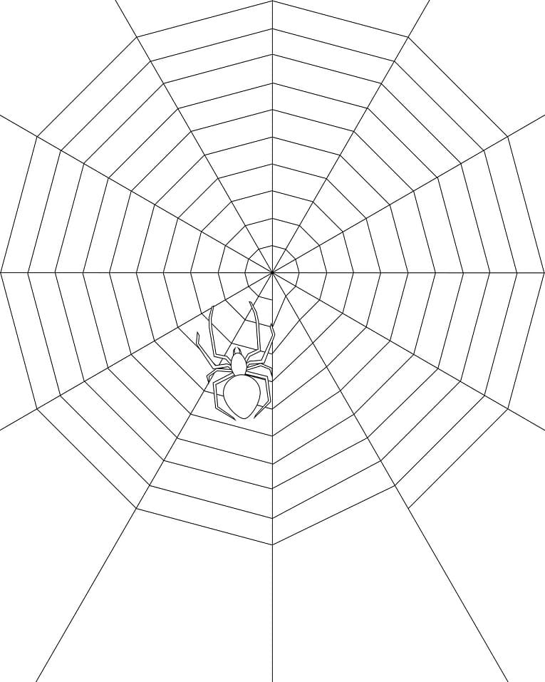 Spider on Spider Web 1