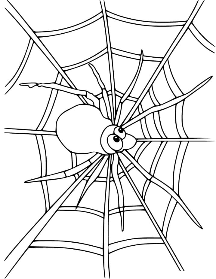 Spider on Spider Web 3