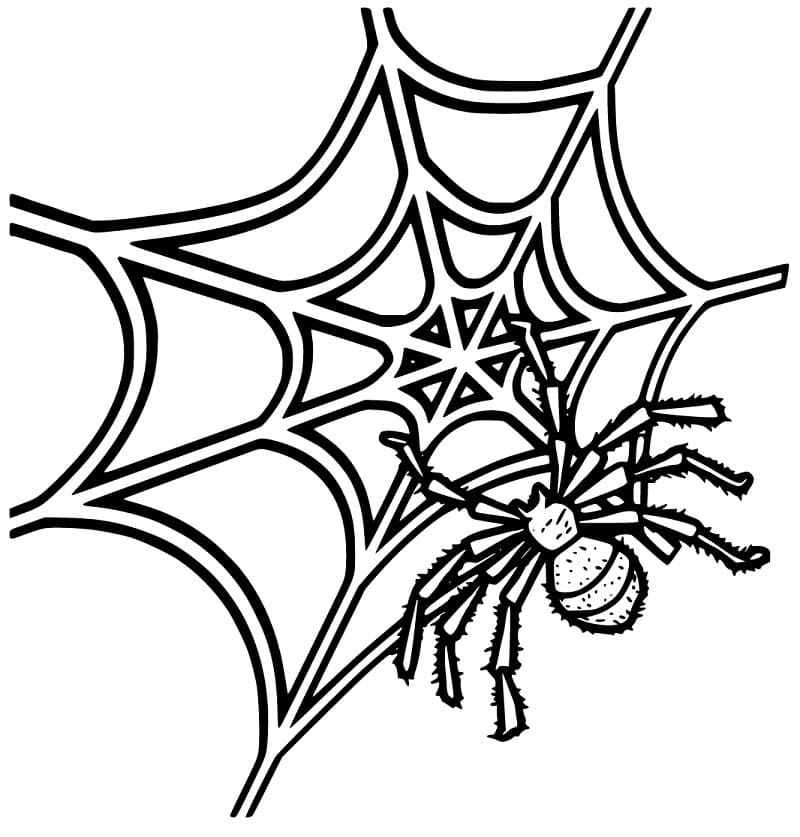 Spider on Spider Web 4