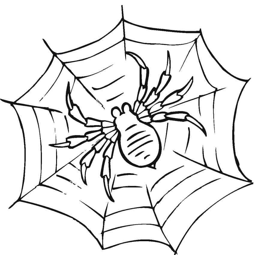 Spider on Spider Web