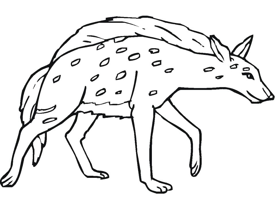 Spotted Hyena 3 Coloring Page