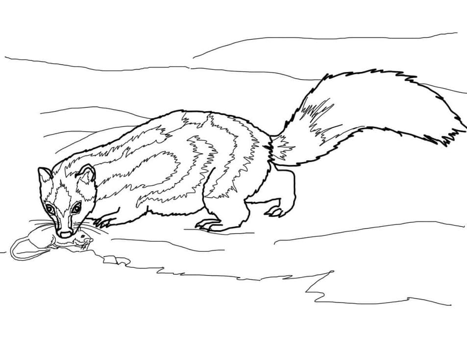 Spotted Skunk Coloring Page