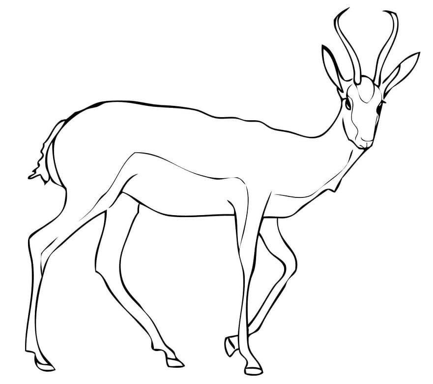 Springbok Antelope Coloring Page