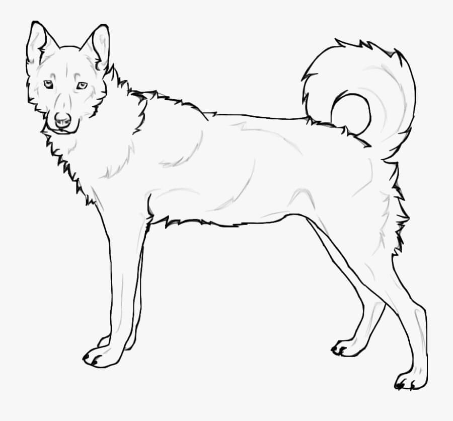 Standing Siberian Husky Coloring Page
