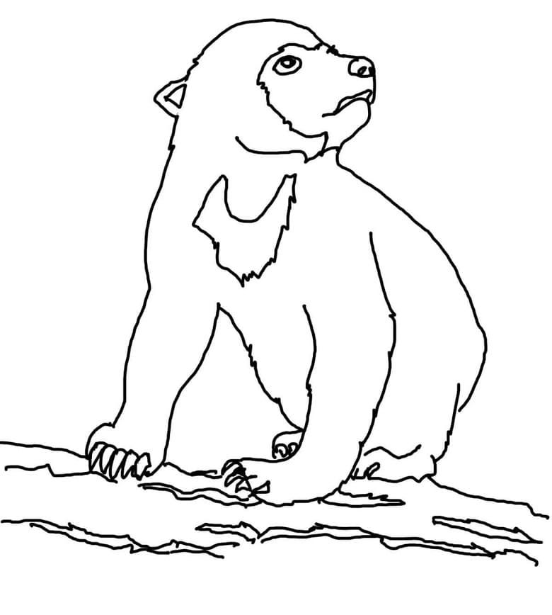 Sun Bear Cub Coloring Page
