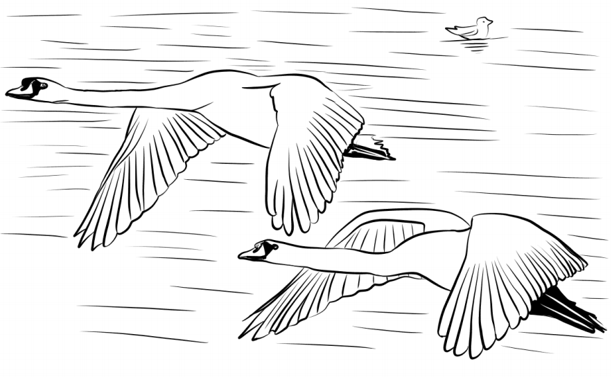 Swans Flying