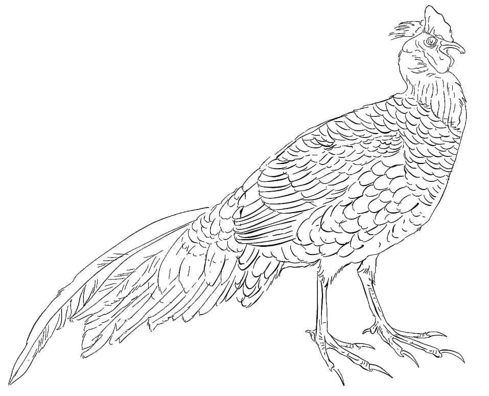 Swinhoe’s Pheasant