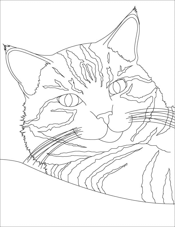 Tabby Cat Coloring Page