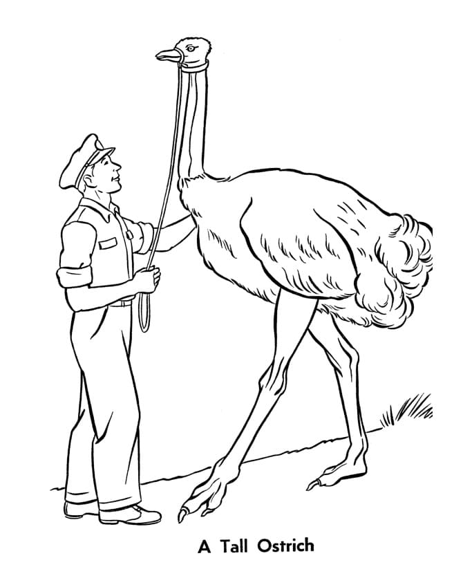 Tall Ostrich Coloring Page