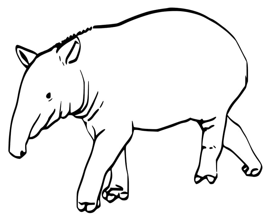 Tapir Walking