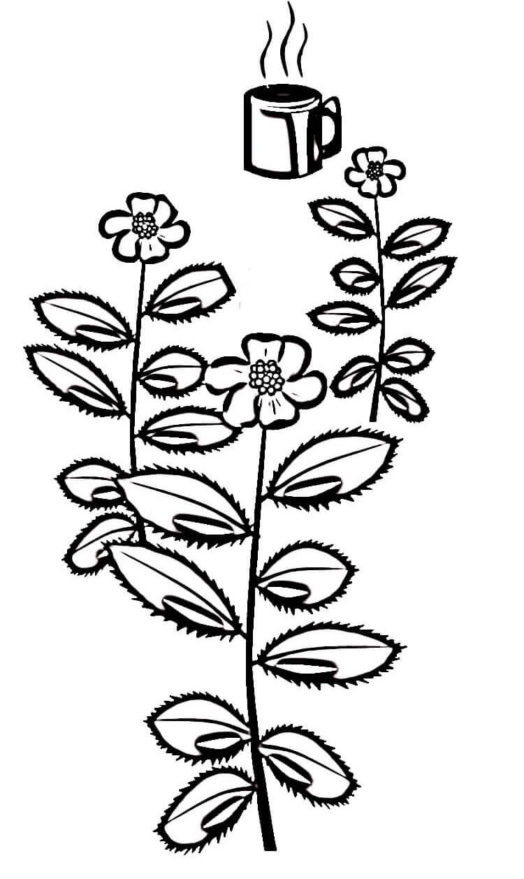 Tea In India Coloring Pages   Coloring Cool