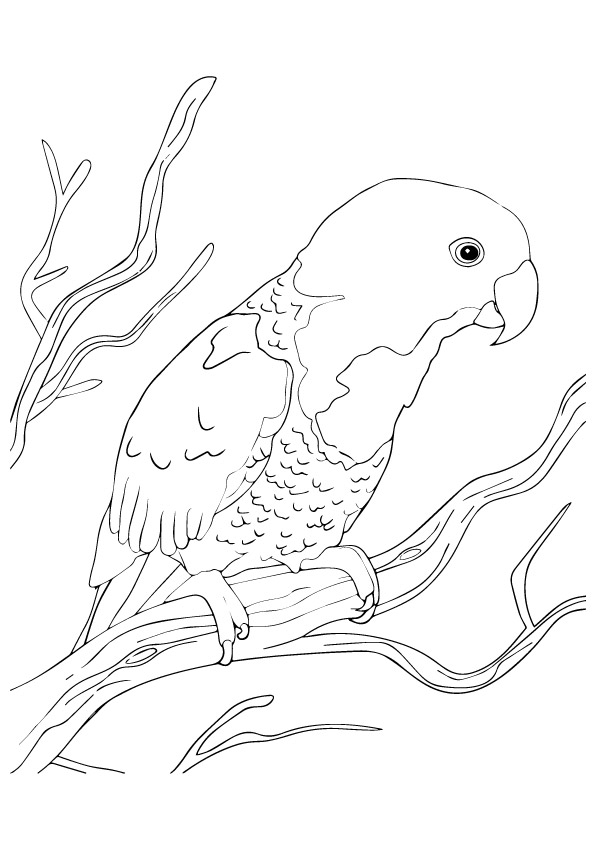 The Blue Naped Parrot Coloring Page