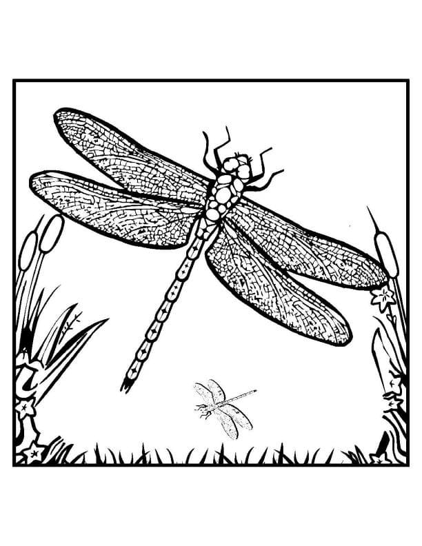 The Dragonfly Coloring Page