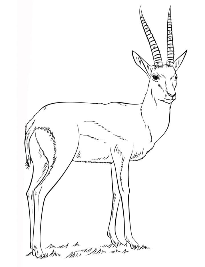Thomson’s Gazelle Coloring Page