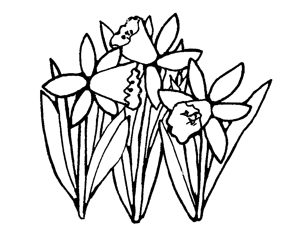 Three Daffodils