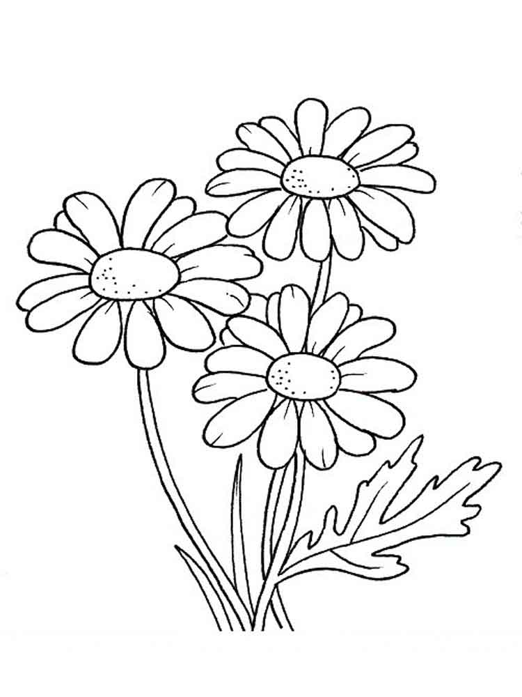 Three Daisy Flowers Flower