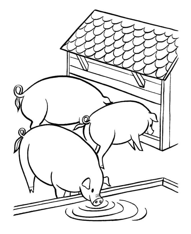 Three Fat Pigs Coloring Page