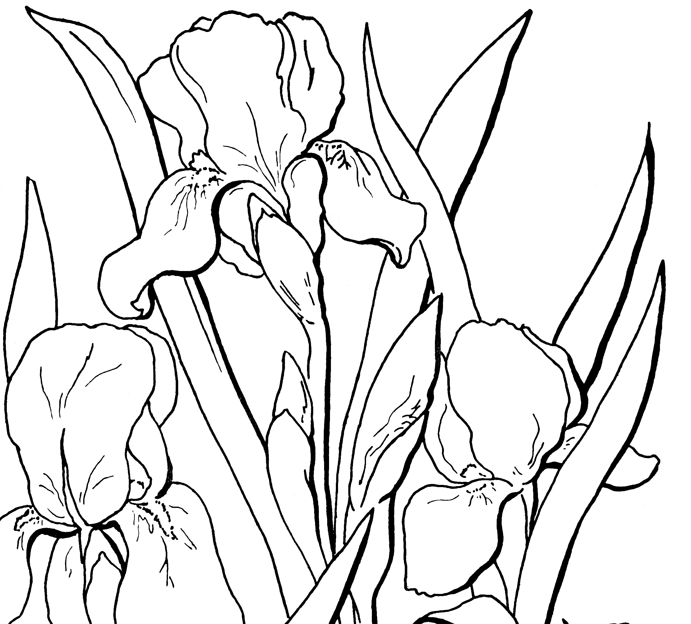 Three Iris Flowers Coloring Sheets Coloring Page