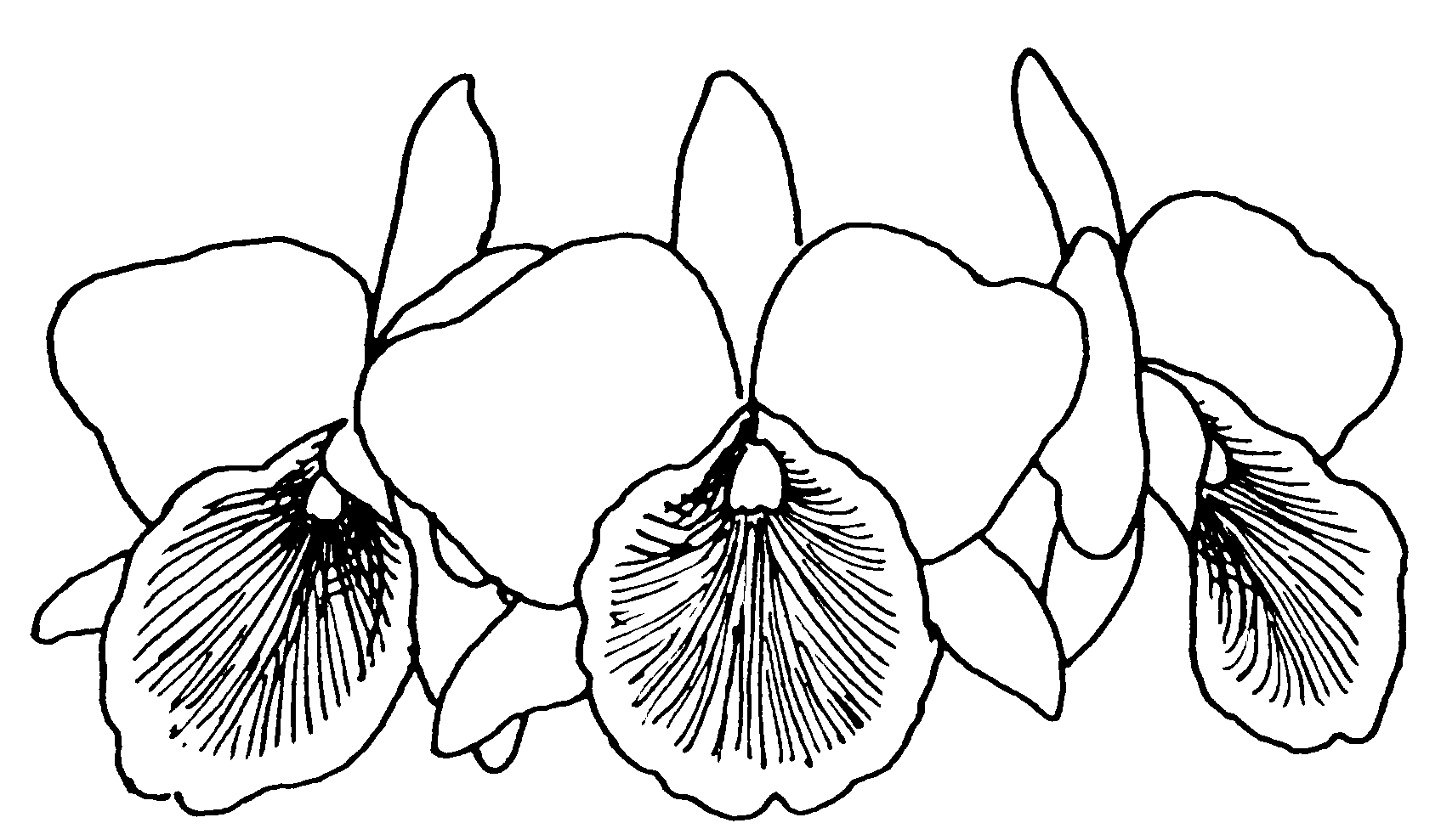Three Orchid Flowers