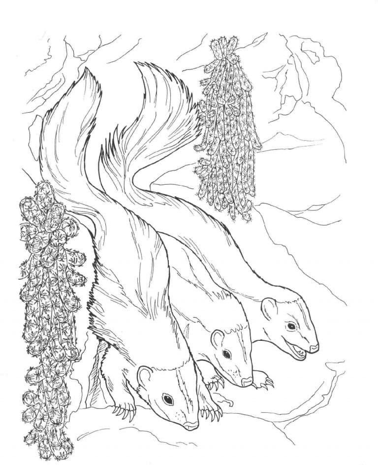 Three Skunks Coloring Page