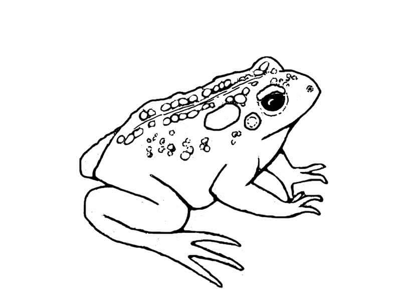 Toad 1 Coloring Page